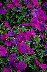 Mambo Violet Petunia (Petunia 'Mambo Violet') at A Very Successful Garden Center