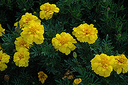 Durango Yellow Marigold (Tagetes patula 'Durango Yellow') at Schulte's Greenhouse & Nursery