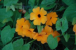 Sunny Orange Wonder Black-Eyed Susan (Thunbergia alata 'Sunny Orange Wonder') at A Very Successful Garden Center