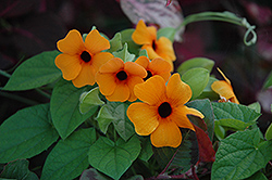 Sunny Susy Red Orange Black-Eyed Susan (Thunbergia alata 'Sunny Susy Red Orange') at A Very Successful Garden Center