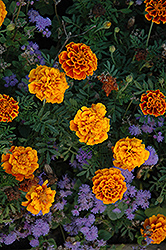 Golden Gate Marigold (Tagetes patula 'Golden Gate') at A Very Successful Garden Center