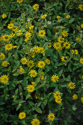 Sunny Trailing Creeping Zinnia (Sanvitalia procumbens 'Sunny Trailing') at A Very Successful Garden Center