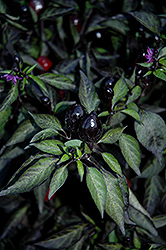Black Olive Ornamental Pepper (Capsicum annuum 'Black Olive') at A Very Successful Garden Center