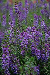 Serena Blue Angelonia (Angelonia angustifolia 'PAS1141443') at A Very Successful Garden Center