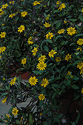Show Yellow Creeping Zinnia (Sanvitalia procumbens 'Show Yellow') at A Very Successful Garden Center