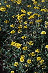 Tsavo Golden Yellow Creeping Zinnia (Sanvitalia procumbens 'Tsavo Golden Yellow') at A Very Successful Garden Center