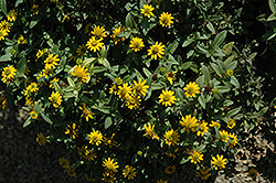 Solaris Compact Yellow Creeping Zinnia (Sanvitalia procumbens 'Solaris Compact Yellow') at Lakeshore Garden Centres