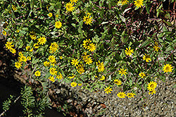 Sunshine Creeping Zinnia (Sanvitalia procumbens 'Sunshine') at A Very Successful Garden Center