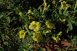 Caloha Yellow Calibrachoa (Calibrachoa 'Caloha Yellow') at A Very Successful Garden Center