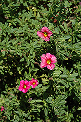 Caloha Rose Calibrachoa (Calibrachoa 'Caloha Rose') at A Very Successful Garden Center