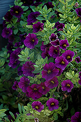 Aloha Midnight Purple Calibrachoa (Calibrachoa 'Aloha Midnight Purple') at Lakeshore Garden Centres