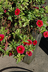 Aloha Dark Red Calibrachoa (Calibrachoa 'Aloha Dark Red') at A Very Successful Garden Center