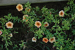 Noa Orange Eye Calibrachoa (Calibrachoa 'Noa Orange Eye') at A Very Successful Garden Center