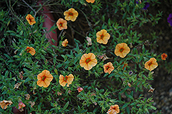 Noa Orange Blossom Calibrachoa (Calibrachoa 'Noa Orange Blossom') at A Very Successful Garden Center