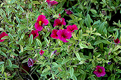 Noa Dark Red Calibrachoa (Calibrachoa 'Noa Dark Red') at A Very Successful Garden Center
