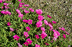 Noa Dark Pink Calibrachoa (Calibrachoa 'Noa Dark Pink') at A Very Successful Garden Center