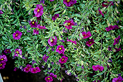 Noa Black Purple Calibrachoa (Calibrachoa 'Noa Black Purple') at Lakeshore Garden Centres
