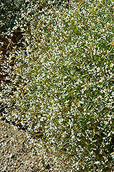 Stardust White Blush Euphorbia (Euphorbia 'Stardust White Blush') at Lakeshore Garden Centres
