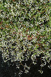 Diwali Mystery Euphorbia (Euphorbia 'Diwali Mystery') at Lakeshore Garden Centres