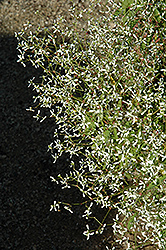 Diwali Shower Euphorbia (Euphorbia 'Diwali Shower') at A Very Successful Garden Center