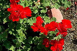 Summer Idols True Red Geranium (Pelargonium 'Summer Idols True Red') at A Very Successful Garden Center