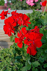 Calliope Scarlet Fire Geranium (Pelargonium 'Calliope Scarlet Fire') at A Very Successful Garden Center