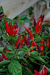 Sangria Ornamental Pepper (Capsicum annuum 'Sangria') at A Very Successful Garden Center