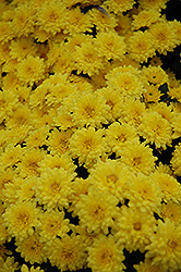 Sundance Yellow Chrysanthemum (Chrysanthemum 'Sundance Yellow') at A Very Successful Garden Center