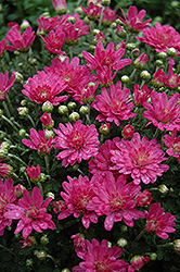 Jacqueline Pink Fusion Chrysanthemum (Chrysanthemum 'Jacqueline Pink Fusion') at Stonegate Gardens