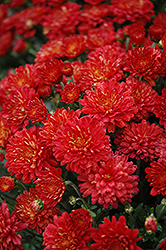 Hestia Hot Red Chrysanthemum (Chrysanthemum 'Hestia Hot Red') at Lakeshore Garden Centres