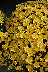 Jacqueline Yellow Chrysanthemum (Chrysanthemum 'Jacqueline Yellow') at Stonegate Gardens