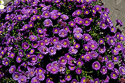 Magic Aster (Symphyotrichum 'Magic') at A Very Successful Garden Center