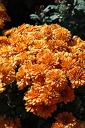 Delightful Victoria Chrysanthemum (Chrysanthemum 'Delightful Yovictoria') at A Very Successful Garden Center