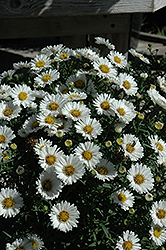 Puff White Aster (Symphyotrichum 'Puff White') at Lakeshore Garden Centres