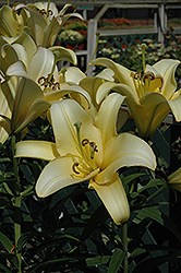 Yelloween Lily (Lilium 'Yelloween') at Stonegate Gardens