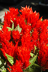 Red Plumed Celosia (Celosia plumosa 'Red') at The Mustard Seed