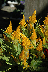 Yellow Plumed Celosia (Celosia plumosa 'Yellow') at The Mustard Seed