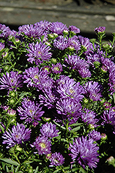 Blue Henry Aster (Symphyotrichum 'Blue Henry') at A Very Successful Garden Center