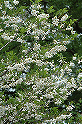 Emerald Pagoda Japanese Snowbell (Styrax japonicus 'Emerald Pagoda') at A Very Successful Garden Center