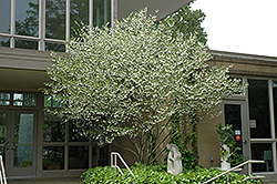 Japanese Snowbell (Styrax japonicus) at A Very Successful Garden Center