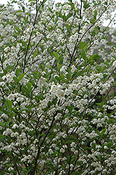 Snowcone Japanese Snowbell (Styrax japonicus 'JFS-D') at A Very Successful Garden Center