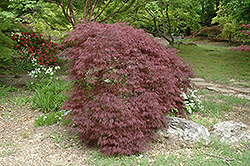 Red Filigree Lace Japanese Maple (Acer palmatum 'Red Filigree Lace') at A Very Successful Garden Center