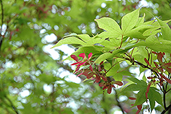 Okushimo Japanese Maple (Acer palmatum 'Okushimo') at A Very Successful Garden Center