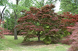 Ribbon-leaf Japanese Maple (Acer palmatum 'Atrolineare') at Stonegate Gardens