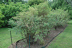 Tifblue Rabbiteye Blueberry (Vaccinium ashei 'Tifblue') at Stonegate Gardens
