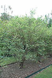 Climax Rabbiteye Blueberry (Vaccinium ashei 'Climax') at A Very Successful Garden Center