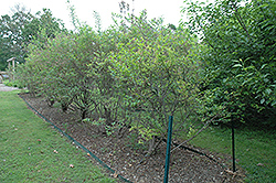 Southland Rabbiteye Blueberry (Vaccinium ashei 'Southland') at Lakeshore Garden Centres