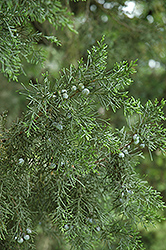 Keteleer Juniper (Juniperus chinensis 'Keteleeri') at Lakeshore Garden Centres