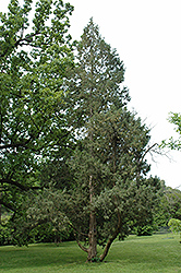 Keteleer Juniper (Juniperus chinensis 'Keteleeri') at A Very Successful Garden Center