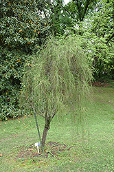 Threadleaf Arborvitae (Thuja occidentalis 'Filiformis') at A Very Successful Garden Center
